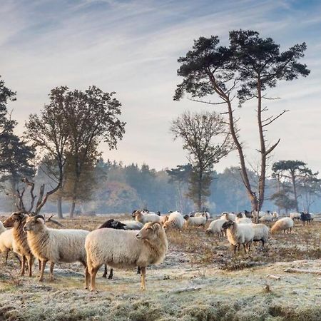 Gezellige Chalet In Bosrijke Omgeving Villa Anloo Bagian luar foto